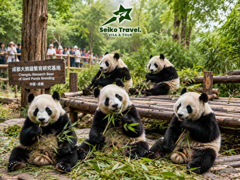 Gấu trúc tại công viên Thành Đô