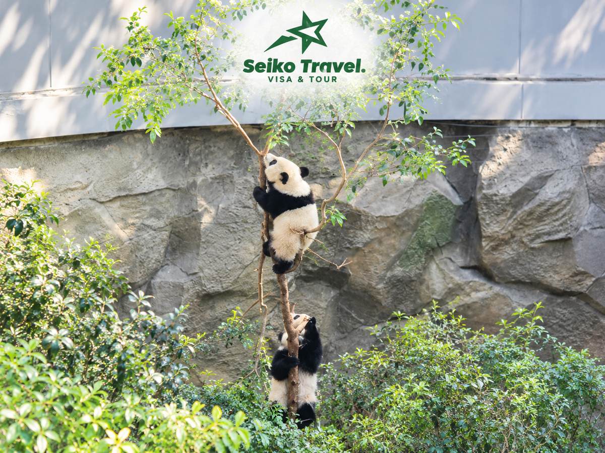 Gấu trúc và phố cổ Cẩm Lý trong tour Thành Đô